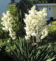 Юка (Yucca)  , снимка 1