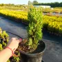 Кипарис Тотем (Cupressus Sempervirens Тotem), снимка 5