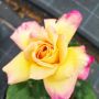 Роза „Мадам Мейланд“, Rose Madame A. Meilland, снимка 1 - Градински цветя и растения - 45829808