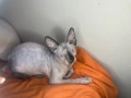 Канадски сфинкс женски на 5 месеца, снимка 7
