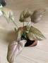 Syngonium Regina Red , снимка 1