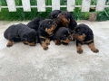 Ротвайлер , снимка 4