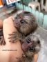 Предлагат се приятелски настроени бебета маймуни мармозетки, снимка 1 - Други - 45538063