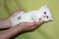 Бритаснки късокосмести котенца златна и сребърна чинчила, снимка 2