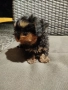 мини йоркширски териер , снимка 6