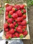 Продавам елитен разсад ягоди и малини , снимка 13