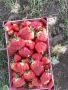 Расзад ягоди , снимка 4