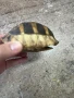 Костенурка черупка , снимка 3