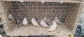 Продавам канари , снимка 3