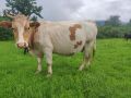 Продавам Крави, Юници и женски телета, снимка 1 - Крави - 45063387