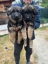 Немски Овчарки , снимка 4