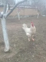Домашни петли , снимка 4