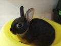 Декоративни зайчета на 50 дена.Лъвска глава ангора и мини рекс, снимка 3