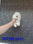 Бели миниатюрни минита. Померани. Реални снимки от 02.03.26 г. , снимка 3