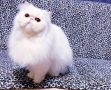 Подарявам персийска котка, снимка 1