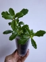 Каланхое, kalanchoe wendy Tinker bell, снимка 2