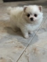 Померан мини , снимка 2