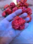 Carolina Reaper Каролина Рипер, снимка 12