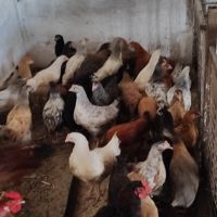 Ярки шарени селски домашни за яйца и месо, кокошки Носачки, петли , снимка 4 - Кокошки и пуйки - 41425416