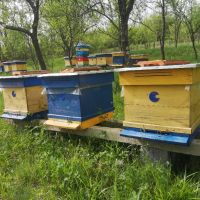 Пчелни семейства с кошерите , снимка 2 - За пчели - 45354414