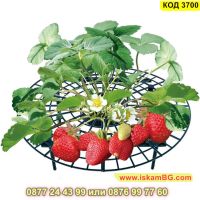 Иновативна стойка за ягоди против вредителите и гниене - КОД 3700, снимка 2 - Други - 45340941
