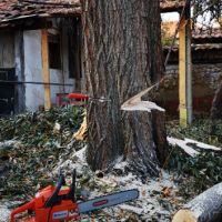 Рязане, отсичане, премахване, на опасни дървета и клони в гр. Пловдив, снимка 3 - Други - 45507322