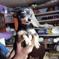 Продавам женско куче пинчер на 2 години, снимка 2 - Чихуахуа - 45341646