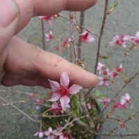 Японска вишна - храстовидна/ Prunus incisa Paean, снимка 3 - Разсади - 45864837