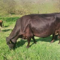 Млади незаплодени крави , снимка 2 - Крави - 45270206