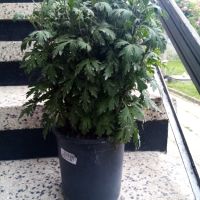 Хризантема, снимка 1 - Градински цветя и растения - 45527120