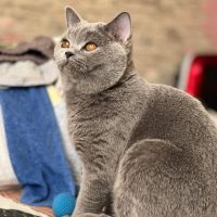 Британски котета, снимка 8 - Британска късокосместа - 45471648