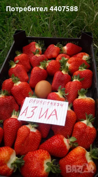 Разсад ягоди целогодишни , снимка 1