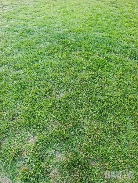 Грижа за домашни любимци в хотел с 1 декар двор, снимка 1