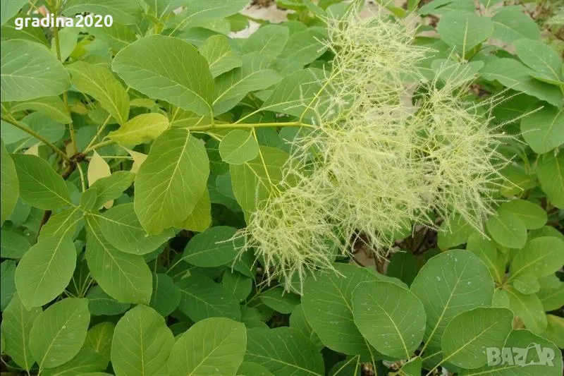 Смрадлика - Cotinus coggygria (Rhus cotinus), снимка 1