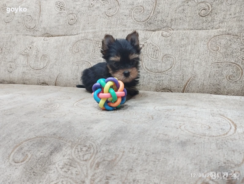 мини йорки момченце, снимка 1