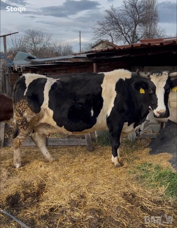 Продавам 3 Крави , снимка 1