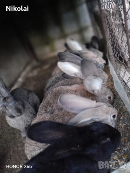 Зайци за продаване , снимка 1