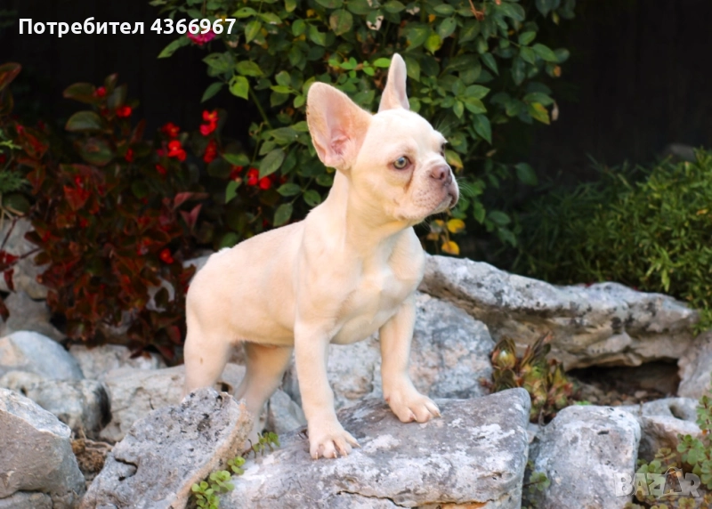 френски булдог , снимка 1