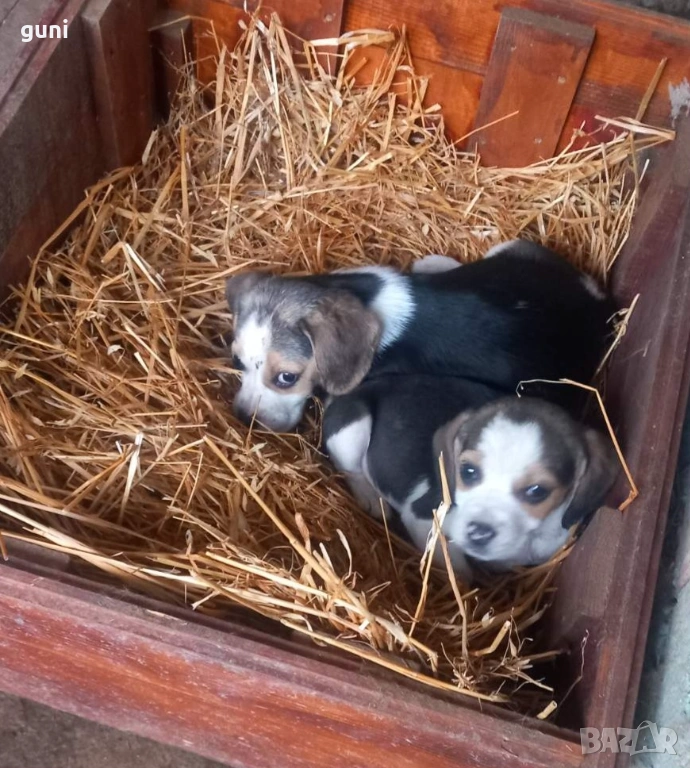 Бигълчета!, снимка 1