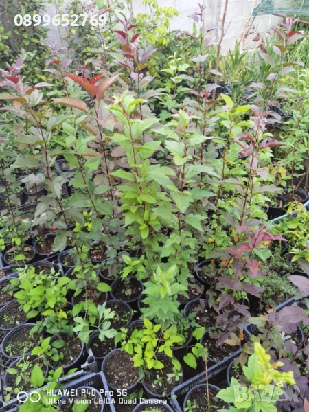 Декоративна червена ябълка Малус. 130 см, снимка 1