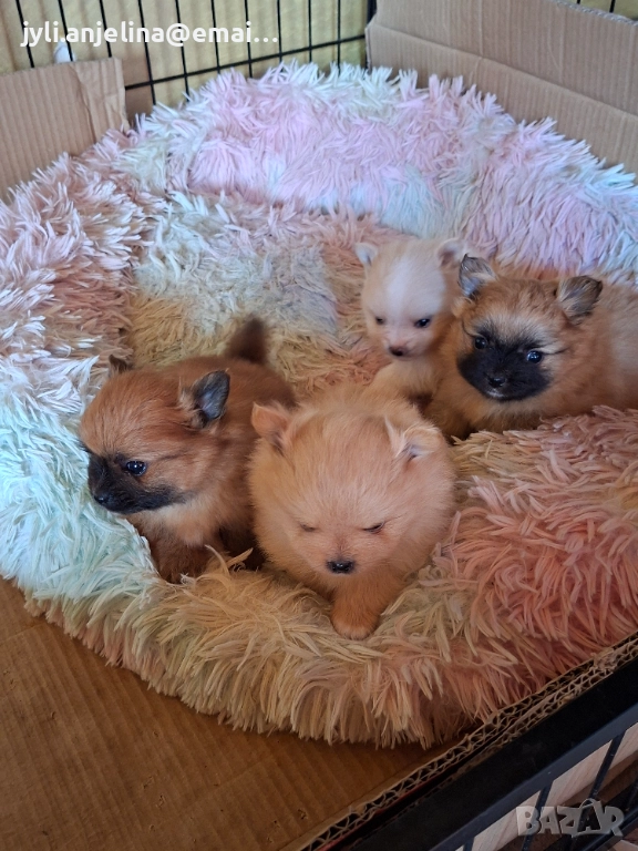 Померански шпиц, снимка 1