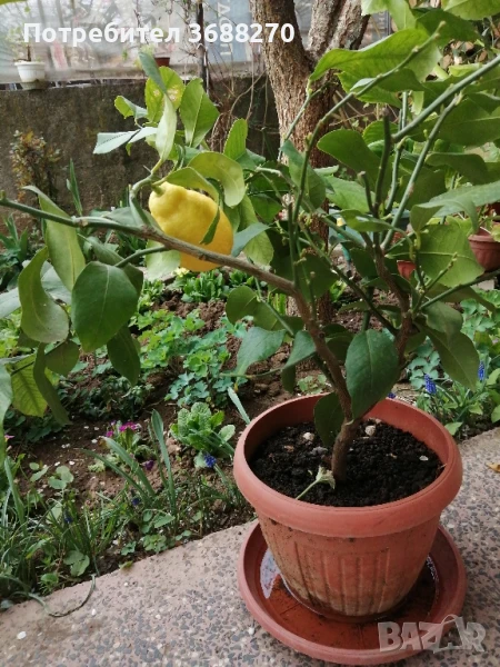 лимон. дръвче, снимка 1