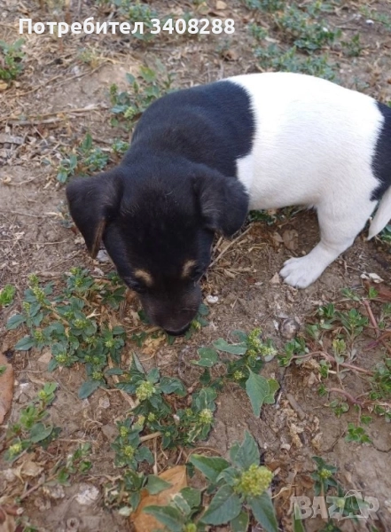 Джак ръсел, снимка 1