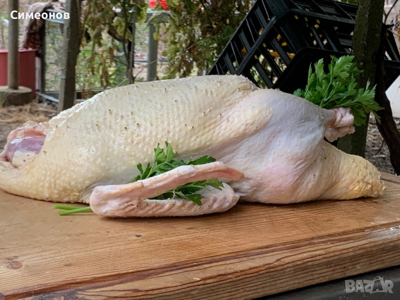 Патици,Пуйки , снимка 1