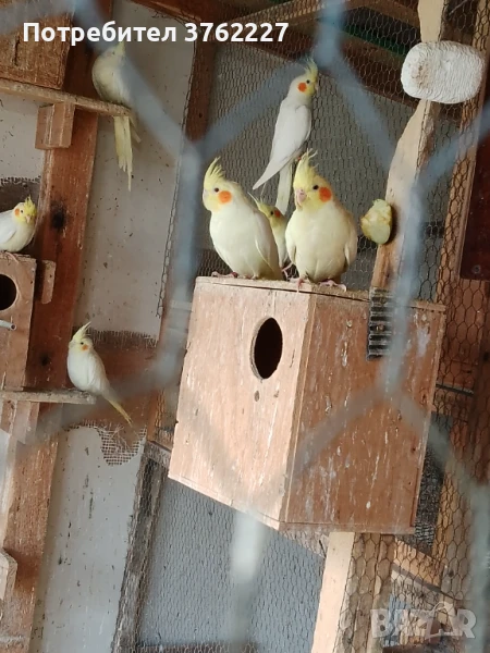 Продавам папагали, снимка 1