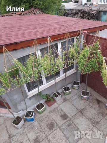 Вариегатна японска върба с геометрично оформление, снимка 9 - Градински цветя и растения - 45387000