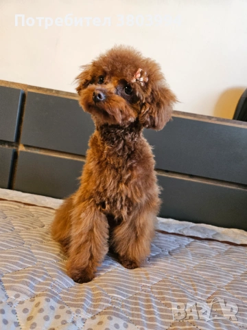 Много дребно Той пуделче момиченце на 6 месеца. , снимка 2 - Пудели - 53166348