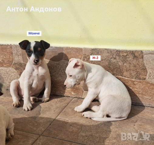 Джак Ръсел Териер, снимка 15 - Джак ръсел териер - 53382159