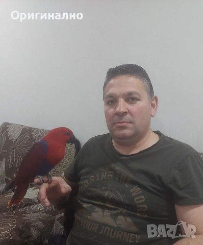 Еклектус много социална  на 5 години 