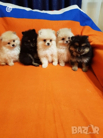 Померан померанчета свободни Гр София, снимка 5 - Померан - 52967032